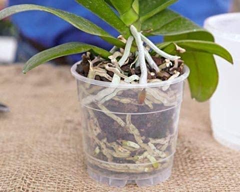 Teadrops Organic Orchid + Bromeliad + Air Plant Fertilizer – 16 Liquid Indoor House Plant Food Packets – Make Up To 32 Gallons (Easy Use In Watering Can & Containers, Ecofriendly) #TOP4