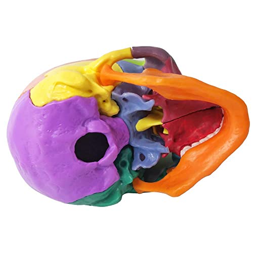 EVOTECH SCIENTIFIC Mini-model czaszki, Didaktyczny 15-częściowy anatomiczny model czaszki o wielkości dłoni, wybuchła czaszka, nauczanie medyczne, edukacja dzieci, puzzle czaszki