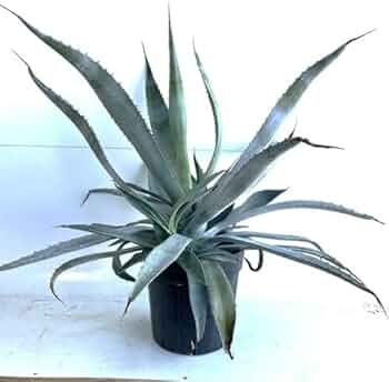 アガベアメリカーナ　超巨大高さ２m ドライガーデン アガベアメリカーナ 超巨大高さ2m ドライガーデン アガベアメリカーナ
