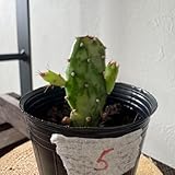 5 初日の出 ウチワサボテン 多肉植物 観葉植物ハツヒノデ オプンチア