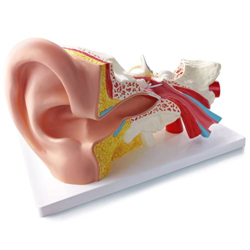 Image of Enlarged Human Ear Model Anatomy 3X Magnification 4 Part Ear Anatomical Model Outer Middle Inner Ear Model for Medical Anatomy and Physiology Study Research Teaching Display with Base