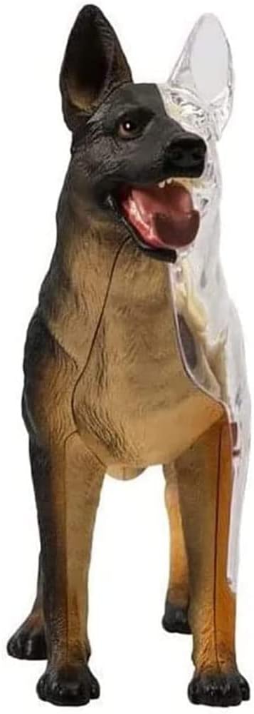 4D Dog Anatomy Model with Detachable Biology, Anatomical Model, 29 Parts for Animal Teaching Demonstration and Veterinary Training