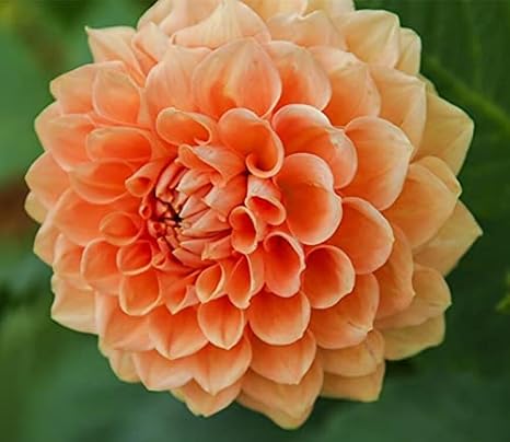 Amazon ダリア球根 美しい植物タイプ 明るい花 鉢植え栽培 装飾的な家の装飾に適しています 力強い成長人気の優雅な大 レア 珍しい植物 5球根 A 花