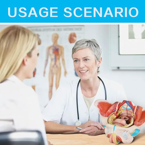 Image of Human Female Pelvic Floor Anatomy Model, Life Size 4 Parts Female Pelvis Model with Muscles Blood Vessels Nerves Organs and Colorful Manual for Medical Science Education Study or Teaching