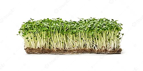 ROCKET CULTIVATED (ARUGULA) Microgreen Seeds By Grewery Farm LLP 50gm Open Pollinated 90 Percent Germination Non Treated Seeds Non GMO Seeds Airtight Packaging, Green (B09CLMHJD2) Amazon Price History, Amazon Price Tracker