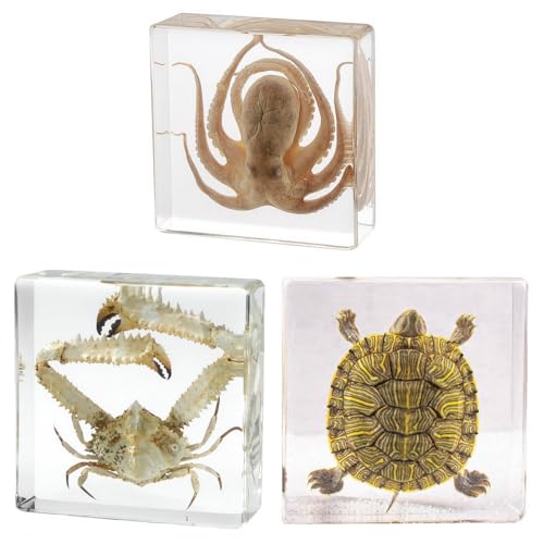 Image of Taxidermy Octopus Turtle Crab, Real Oceans Animals Specimens in Resin Preserved, Clear for Closer-Look & Study, Science Educational Classroom Specimen, for Ornament Decor and Gift (3.0x3.0x0.8-inch)