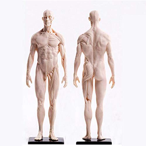 Figure d'anatomie Masculine - Modèle de Peinture Anatomique de Squelette Humain - Modèle d'os Musculaire Anatomique Humain en matériau PU - pour étude de Dessin d'artiste médical, A