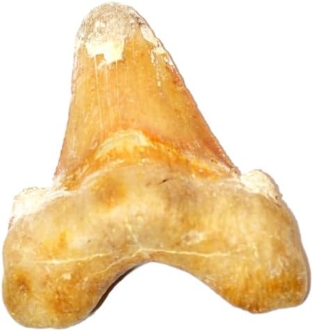otodus sokolovi Fossil (Fossils) DAK31