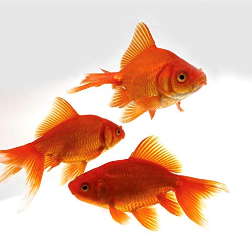 Toledo Goldfish Live Fantail Goldfish for Ponds, Aquariums or Tanks â€“ USA Born and Raised â€“ Live Arrival Guarantee (3 to 4 inches, 5 Fish)