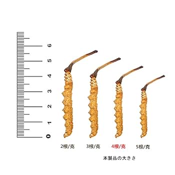 アボカド☆チベット冬虫夏草 Amazon.co.jp: 【中国チベットナクチュ市冬虫夏草】チベット