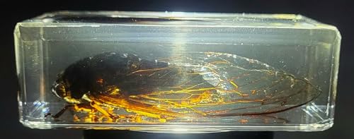 Image of 72mm Real Cicada w /Clear Wings in Crystal Lucite Resin Paperweight Specimen Preserved Cryptotympana Atrata Taxidermy Collection for Biology Science Education & Desk Ornament Display Supplies