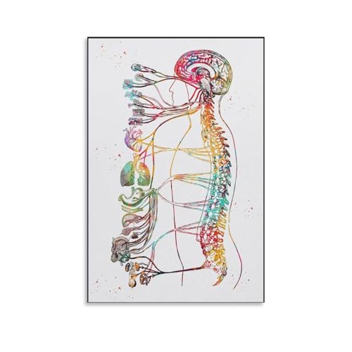 ARTJHCHYNB Autonomic Nervous System Anatomy Poster Canvas Wall Art Aesthetic