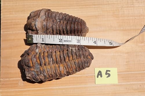 Image of 2PCS Calymene Trilobites Flexicalymene Ordovician Fossil Trilobites A5