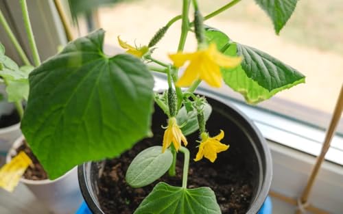 Image of Cucumber /Desi Kheera Seeds for Planting, High Yielding Seeds | 50 seeds per pack