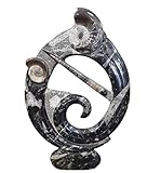 Orthoceras and Goniatite Round Sculptur Ammonite Fossil Fossils ORT42