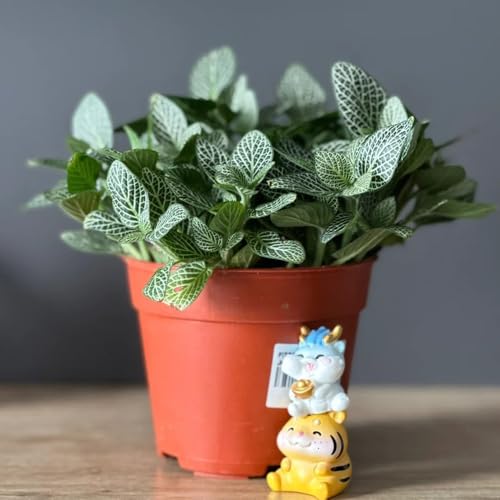 semillas de Fittonia - de interior purificadoras aire decoración sala estar productos sostenibles jardineros verdes oficina decorativas variedades antiguas 180pcs