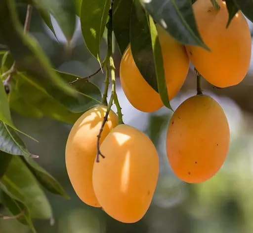 Image of Combo 2 Alphonso Mango Tree Hybrid Amba Mango Plant Grafted King Of Fruits