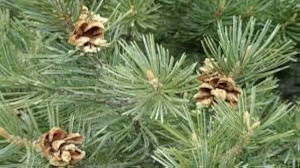 100-Pack Pine & Pinyon Tree Seeds