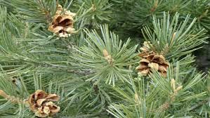 Generic 100pcs Pine Pinyon Tree Seeds