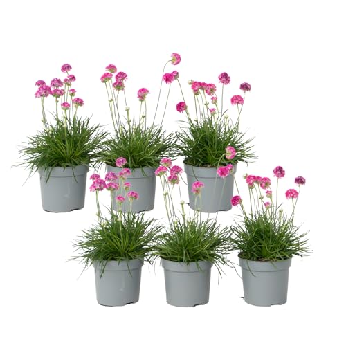Plant in a Box - Armeria maritima 'Rose profonde' - Set de 6 - Plante exterieur naturelle beaucoup de fleurs rose - Pot 12cm - Hauteur 20-30cm