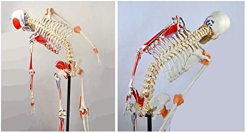 Wellden Product Medical Anatomical Human Skeleton Model, Flexible, Life Size, 170cm, Stand Included