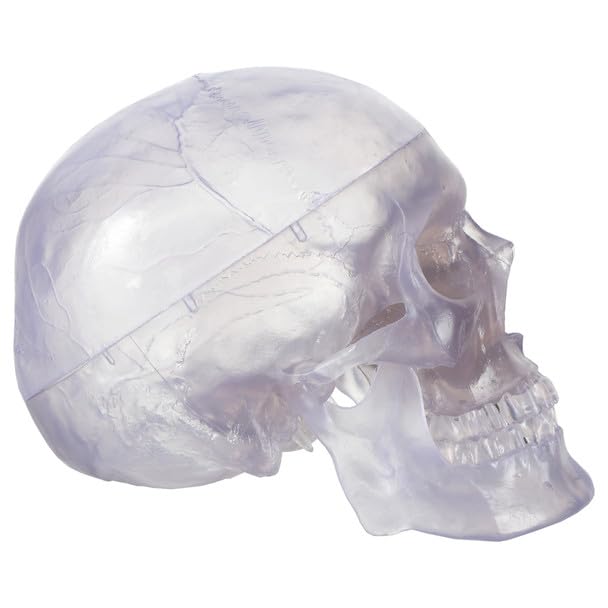 Axis Scientific 3-Part Life-Size Clear Human Skull - Detailed Articulated Translucent Anatomy Model for Anatomists and Medical Students - Display Human Skull Features - Durable and Realistic