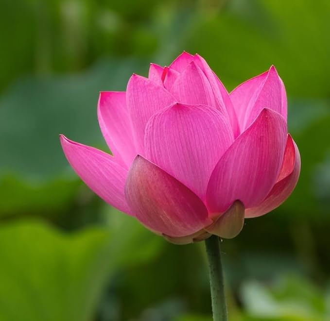 Image of Very Beautiful All Season Pink+White Water Lotus(Pack Of-2) /Water Kamal /Water Lily Plant (TUBER) Original Hybrid Veriety Blloming With In 30 Days For Outdoor & Indoor Live Plant.
