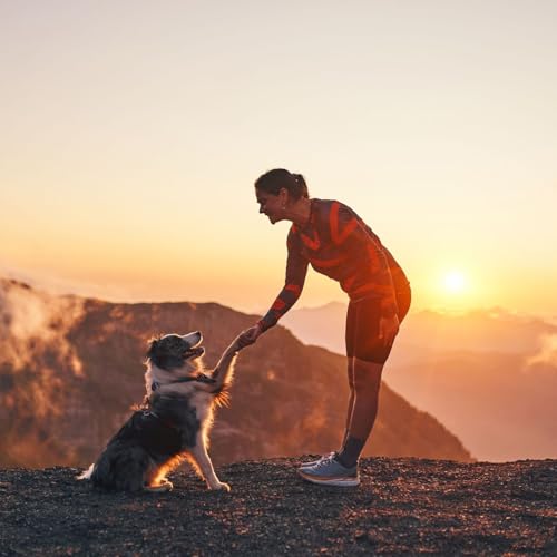 Randonn&eacute;e avec son chien : les r&egrave;gles essentielles pour une sortie sans risque