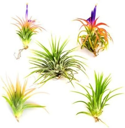 Paquete de 3 plantas de aire jumbo Ionantha Guatemala 'Macho'  Plantas de interior suculentas de Tillandsia vivas  Disponible al por mayor y a