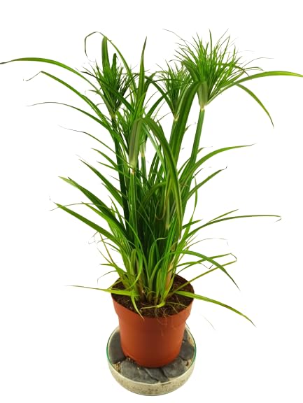 Planta de Papiro Natural Planta de Estanque