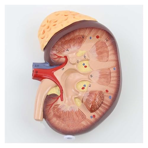 Modèle néphron glomérule AMITD 3 parties détachable pour cours d'anatomie