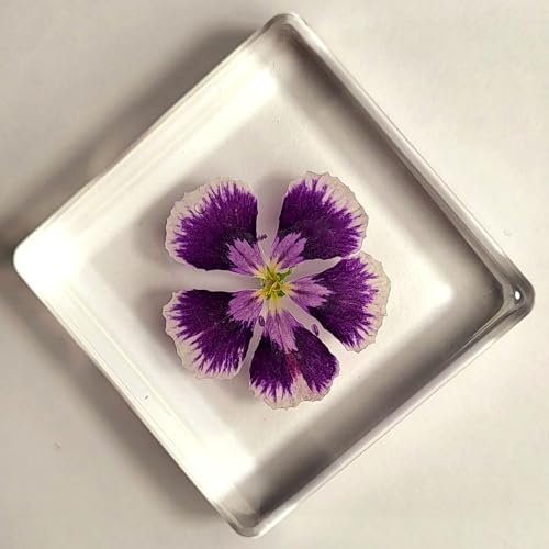 Image of 38mm Real Purple Geranium Flower in Crystal Clear Lucite Resin Specimen Botanist Herb Herbarium Crafts Collection for Botany Science Education & Desk Ornament Display Small Paperweight