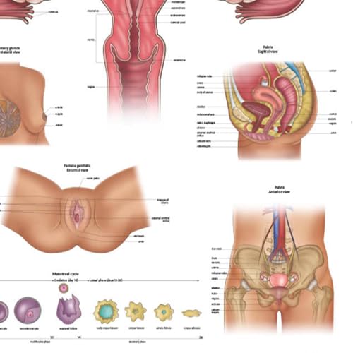 Image of Anatomy Lab Human Female Reproductive System Anatomy Poster, Laminated | Anatomy and Physiology, 17.3 x 22.5 Inches, Body System Diagram, Anatomical Chart for Education Learning and Students