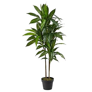 Top Indoor Plants That Will Transform Your Space 2 best indoor plant tall