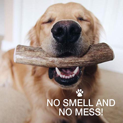 Best Bones for Golden Retrievers Our Top 7 Dog Bone Chews (2022)