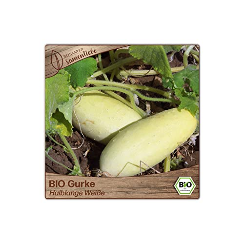 Samenliebe BIO Gurken Samen Halblange Weiße Salatgurke weiß 10 Samen samenfestes Gemüse Saatgut für Gewächshaus Freiland und Balkon BIO Gemüsesamen - Image 6