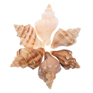 Abaodam 6st Muschelhörner Ersatzschale Deko