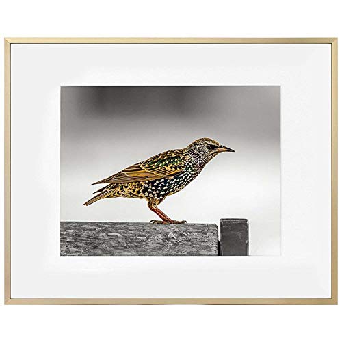 Golden State Art Picture Frame - Gold Aluminum (Shiny Brushed) - Fit Photo