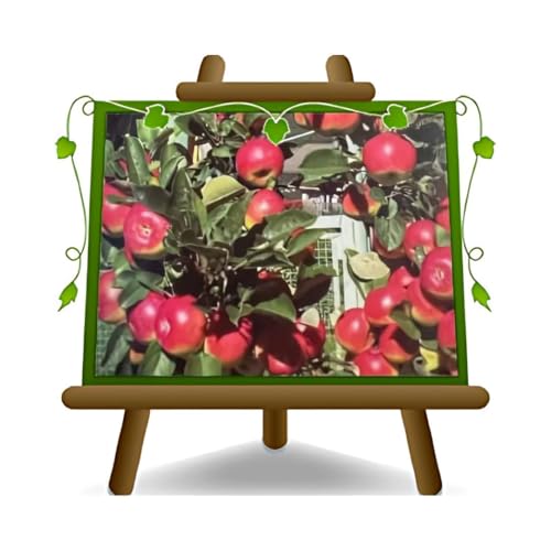 EURO PLANTS VIVAI Pommier Rose de Caldaro plante fruitière en pot 24/26 cm hauteur maximale 180 cm - Âge 4 ans