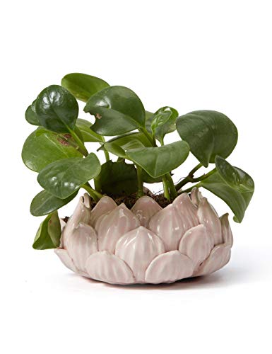 SEINHIJO Macetas de Cactus Planta Flores Suculenta Figura Decorativa Modern Escultura Regalo Interior Estatua Salon Arte Cerámica Decoración del Hogar 15cm