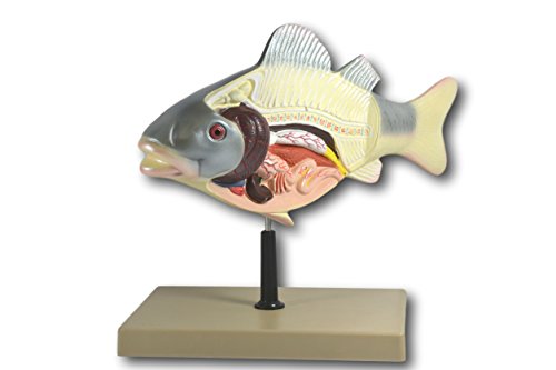 Image of EISCO 3D Fish Dissection Model, 14 inch Length