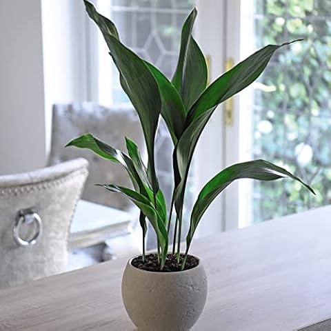 Suttons Aspidistra (Cast Iron Plant) Elatior Indoor Tender Perennial House Plant Easy Grow Low Maintenance Potted Plant Ideal for Home or Office 12cm Pot Cover