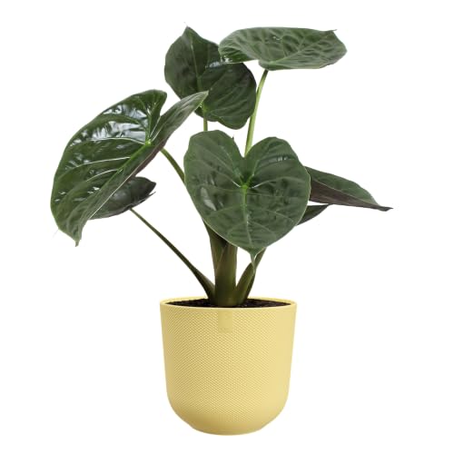 elho jazz rund 26cm Blumentopf - Cream Yellow – Ansicht 8