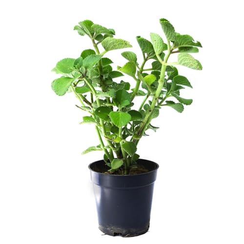 Image of Ajwain /ajwine Medican Plant with Pot (Pack of 1) | Live Plant, Indoor Use