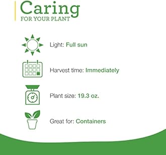 Bonnie Plants Rosemary Live Edible Aromatic Herb Plant - 4 Pack, Perennial In Zones 8 to 10, Great for Cooking & Grilling, Italian & Mediterranean Dishes, Vinegars & Oils, Breads