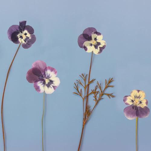 Flores Secas Naturales Prensadas 36 piezas para Manualidades miniatura 6