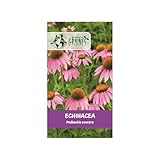 graines échinacea pourpre 0,5 grammes (+/ )150 graines   RUDBECKIE POURPRE   echinacea purprea