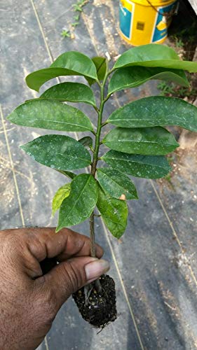 TRUPADU STORE Sapote Manilkara Zapota Sapodilla Nispero lá»‹váº¹ tráº¹áº¹ Frá»¥á»‹t 5''-12'