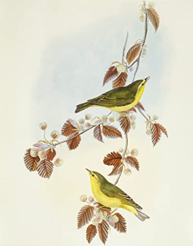 Tableau Toile Oiseau Wood Warbler pour un Salon Nature Salon et Bureau