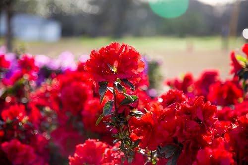 Encore Azalea Autumn Fire (3 Gallon) Red Double Blooms Flowering Dwarf Evergreen Shrub - Full Sun Live Outdoor